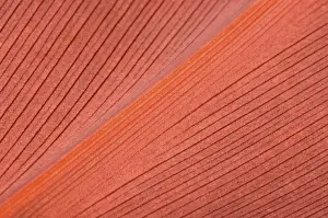 Living Coral color. Natural background of red leaf