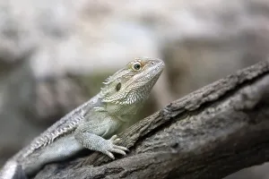 Lizard
