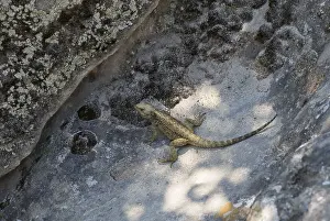 Lizard basking in the shade on a rocky ground