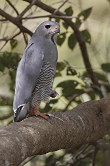 Lizard Buzzard (Kaupifalco monogrammicus)