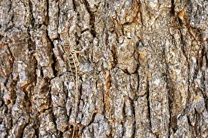 A lizard camouflages itself on brown