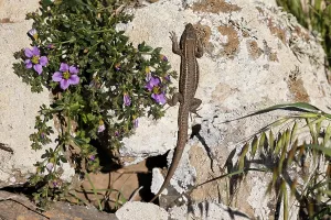 Lizard and Fagonia cretica, Fuerteventura