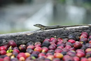 Lizard and fresh coffee grains