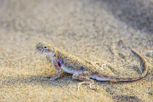 Lizard hiding in the sand in Gobi desert, China