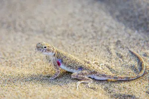 Lizard hiding in the sand in Gobi desert, China