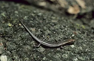 Lizard (Lacertidae)