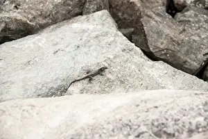 Lizard on rough rocks in natural environment