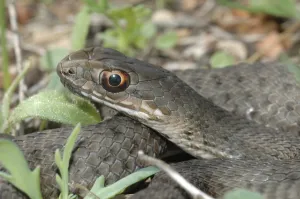 Lizard snake (Malpolon insignitus fuscus)