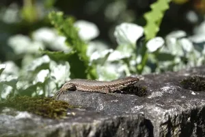Category Wildlife DE Prints: Lizard, Summer, Germany