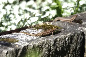 Category Wildlife DE Prints: Lizard, Summer, Germany