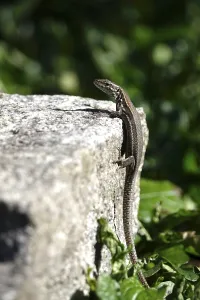 Category Wildlife DE Prints: Lizard, Summer, Germany