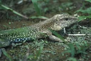 Lizard in Tambopata National Park in the Amazon Basin