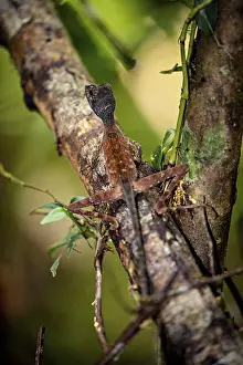 Lizard on a tree trunk, well camouflaged in the jungle