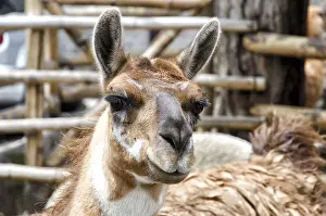 Llama