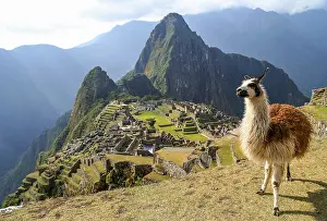 Llama in front of ancient inca town of Machu Picchu