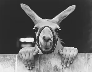 Llama with hands, England, Great Britain