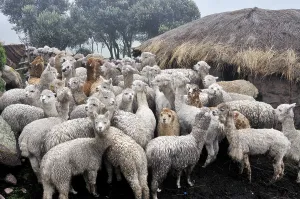 Llama herd in Pampa Blanca village
