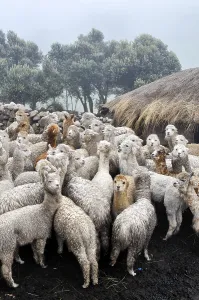 Llama herd in Pampa Blanca village