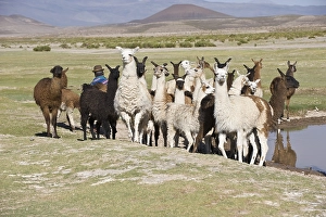 Llama (Lama glama) herd, San Juan
