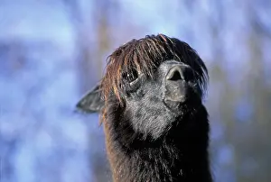 Llama ( Lama glama ) Portrait