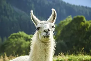 Llama (Lama glama), portrait, Tirol