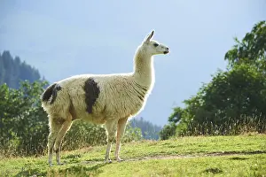 Llama (Lama glama) standing on a meadow in the mountains in tirol