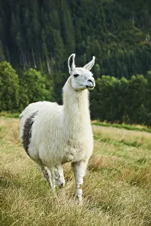 Llama (Lama glama) standing on a meadow in the mountains in tirol
