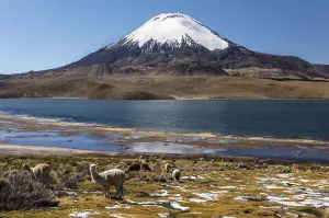 Llama (Lama glama) in front of the volcano Parinacota