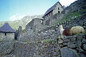 Llama, Machu Picchu, Andean highlands