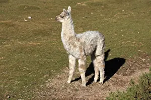 Llama in an oasis in the Atacama Desert in Chile