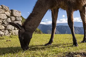 Llama at the ruins of Machu Picchu, Peru