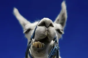 Funny Animal Prints: Llama ruminating, portrait, llama tour at the summit of Boeses Weibele Mountain in the Defregger Group