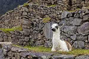 Llama sitting in the midst of stone ruins surrounded by grass under a cloudy sky