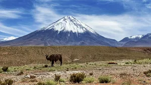 A llama stands in front of a snow-capped volcano in a vast desert landscape
