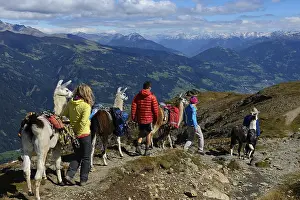 Llama tour at the summit of Boeses Weibele Mountain in the Defregger Group