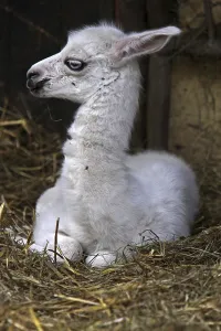 Llama young
