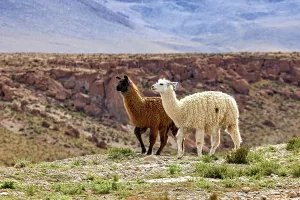 Two llamas, one brown, one white