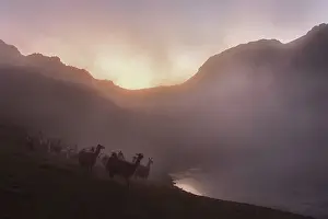 Llamas (lama glama) in dense fog in the evening light at a lake in the mountains