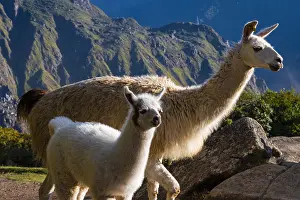 Llamas at the ruins of Machu Picchu, Peru