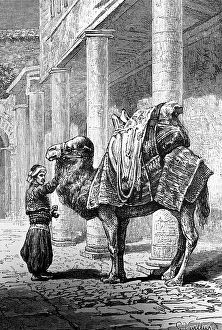 Loaded camel in Smyrna or Izmir, street, building with portico, camel driver, load, side view, travelling in Asia, Turkey, historical illustration 1887, Asia