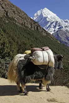 Loaded yak (Bos grunniens) in front of Mt