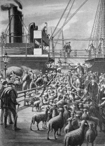 Loading of sheep in the Port of Hamburg