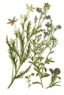 Lobelia erinus, Isotoma longiflora