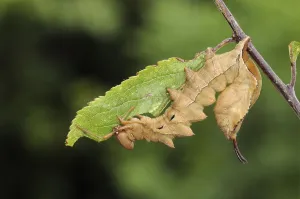Lobster Moth (Stauropus fagi), fully grown larva