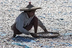 Local woman wearing straw hat, sorting through fish
