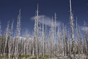 Lodgepole Pine (Pinus contorta latifolia) burnt coniferous forest habitat