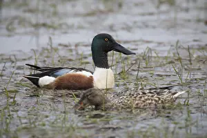 Loeffelente, Spatula clypeata, northern shoveler