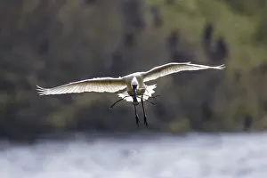 Loeffler, Platalea leucorodia, Eurasian spoonbill