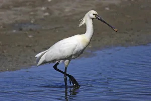 Loeffler, Platalea leucorodia, Eurasian spoonbill