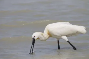 Loeffler, Platalea leucorodia, Eurasian Spoonbill